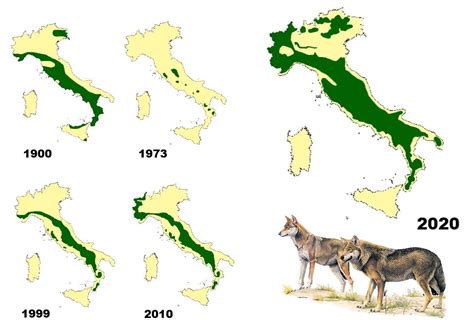 wolf traduzione|wolves in italy map.